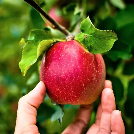 Antico Eremo, Tra Natura E Tradizione * Campodenno